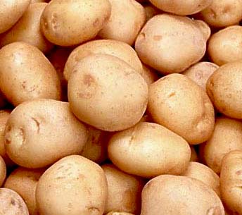 Какой ждать урожай картофеля  в 2012 году