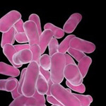 4 мифа о лактобактериях 