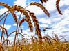 Глобальное потепление в Белоруссии будет способствовать развитию сельского хозяйства
