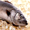 Введут ли ограничения на норвежскую рыбу
