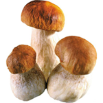 Как не отравиться грибами  
