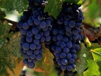 Виноградолечение - здоровье в ваших руках