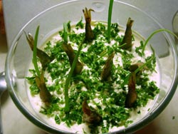Новогодний  рецепт  салата  рыбки в пруду